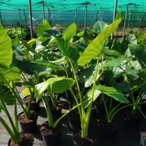 ALOCASIA MACRORRHIZA 10L