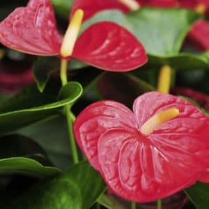 ANTHURIUM ANDREANUM D12