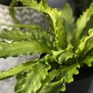 ASPLENIUM NIDUS VICTORIA 3 L