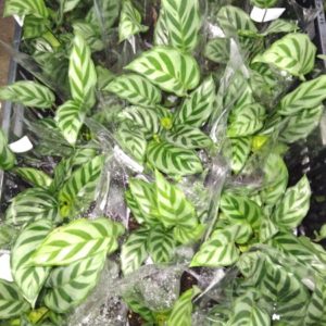 CALATHEA FREDDY D12