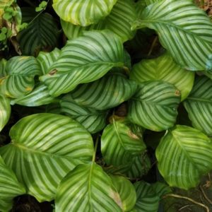 CALATHEA ORBIFOLIA D12