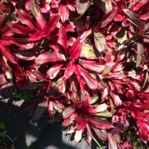 CORDYLINE FRUCTICOSA 2 L