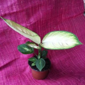 DIEFFENBACHIA TROPIC MARIANNE 2 L