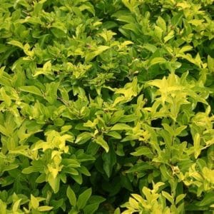 DURANTA REPENS GOLD 2 L