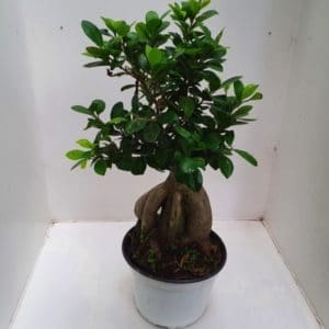 FICUS GINSENG 3 L