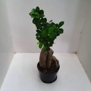 FICUS GINSENG D14