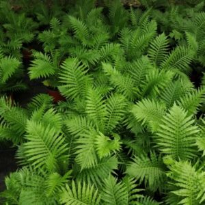 BLECHNUM GIBBUM 5 L