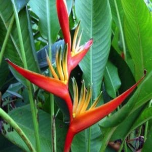 HELICONIA LATISPATHA 5 L