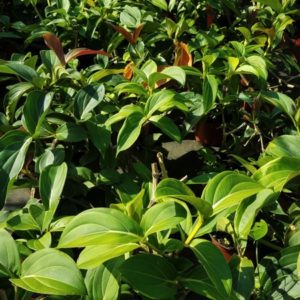 MEDINILLA(non fleurie) GRANDIFLORA 5 L