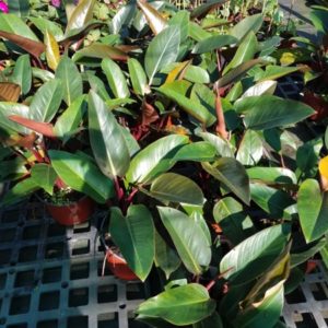 PHILODENDRON CONGO RED 5 L