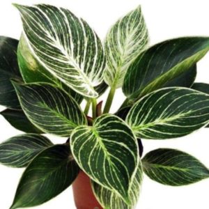 PHILODENDRON BIRKIN VARIEGATA 3 L