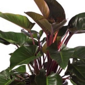 PHILODENDRON CONGO ROUGE 2 L