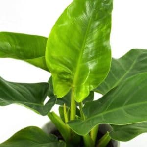 PHILODENDRON CONGO VERT 5 L