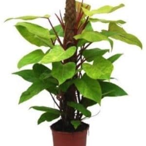 PHILODENDRON NACRE TUTEUR 5 L