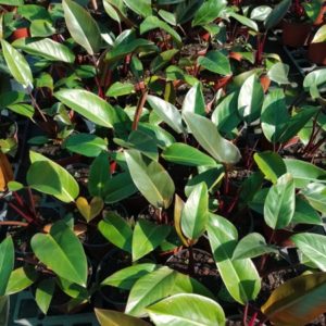 PHILODENDRON CONGO ROUGE 3 L