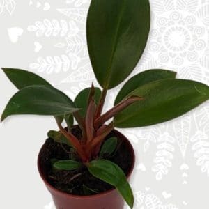 PHILODENDRON CONGO ROUGE 5 L