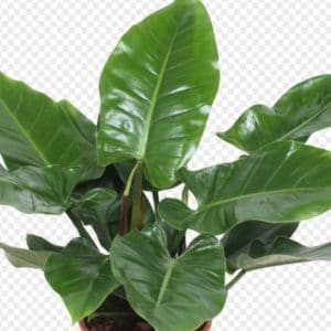 PHILODENDRON IMPERIAL GREEN D14