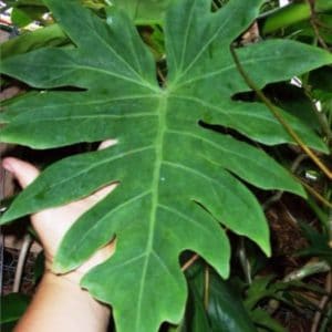 PHILODENDRON LACERUM 5 L