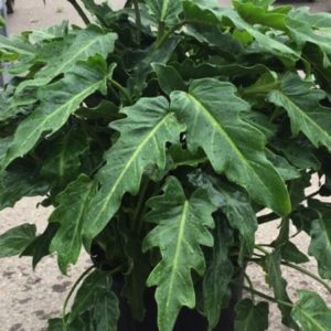 PHILODENDRON XANADU 7L