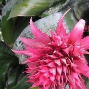 AECHMEA FASCIATA 2 L