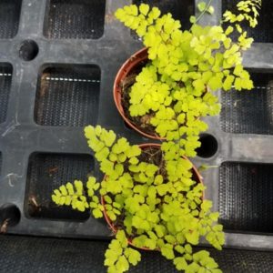 ADIANTUM CAPILLUS D10