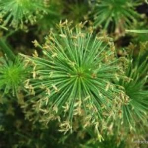 CYPERUS HASPAN D12