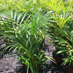 ARECA LUTESCENS D14