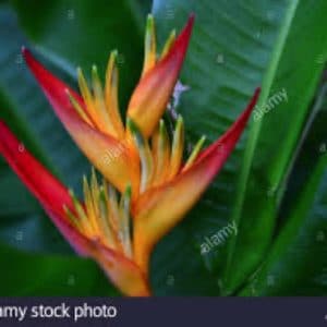 HELICONIA PSITTACORUM 2 L