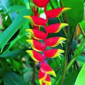 HELICONIA PENDULA 5 L