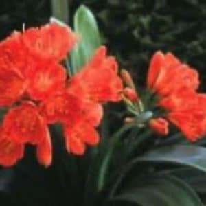 CLIVIA MINIATA 2 L