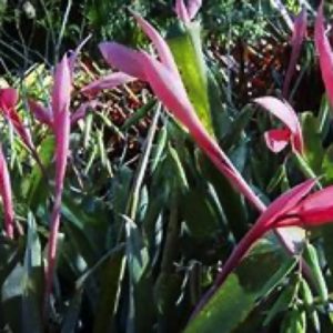 BILBERGIA MANARAE D14