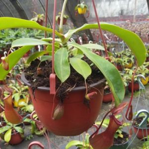 NEPENTHES ALATA D14