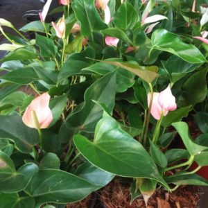 ANTHURIUM 3 L