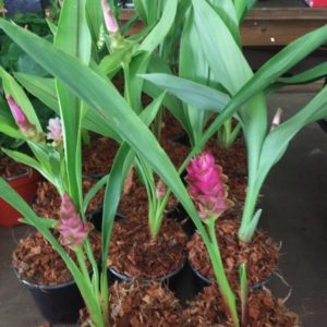 TULIPE THAILANDAISE D14