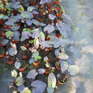 COLOCASIA ESCULENTA CHOCO D14