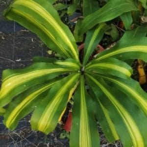 DRACAENA FRAGANS 5 L