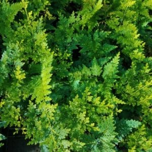 SELAGINELLA WILLDENOWII 2 L