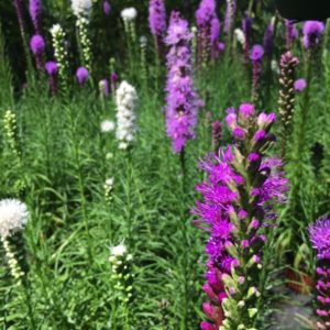 LIATRIS PLUME DU KANSAS D14