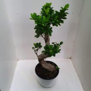 FICUS TORSADE GINSENG 3 L