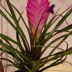 TILLANDSIA CYANEA D12