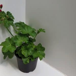 PELARGONIUM HYBRID D14