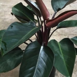 PHILODENDRON CONGO ROUGE 7L