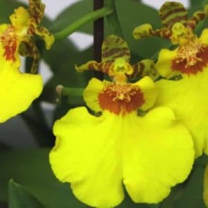 ONCIDIUM ORCHIDEE