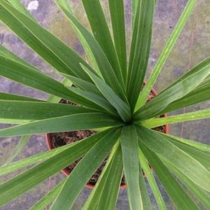 CORDYLINE VERTE D12