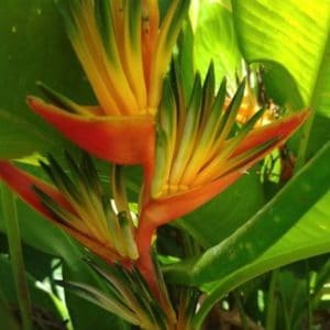 HELICONIA RHIZOMATEUX 2 L