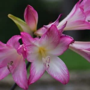 AMARYLLIS BELLADONA D14