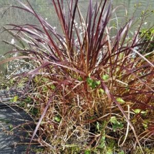 PENNISSETUM RUBRA D 8