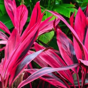 CORDYLINE TERMINALIS 2 L