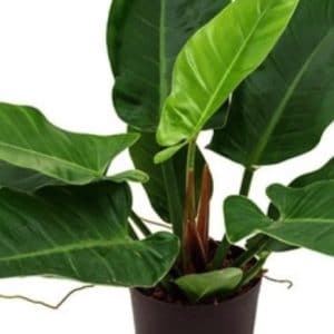 PHILODENDRON IMPERIAL GREEN 3 L