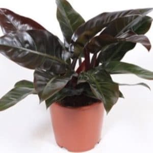 PHILODENDRON IMPERIAL RED 3 L